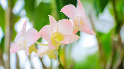 orchid flowers