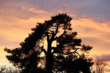 Silhouette of tree at sunset