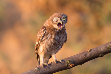 Close up portrait of funny winking little owl