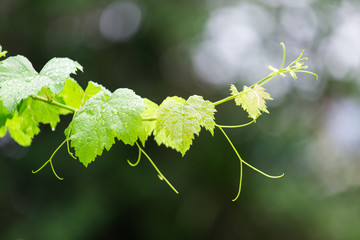 Grape leaves with dew drop after rain isolated on white