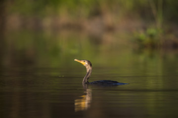 Komoran schwimmt durch den Fluss