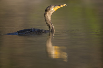 Komoran schwimmt durch den Fluss