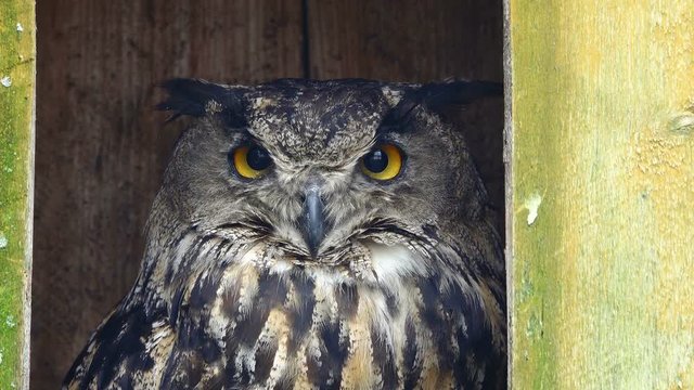  owl bubo on a green background,