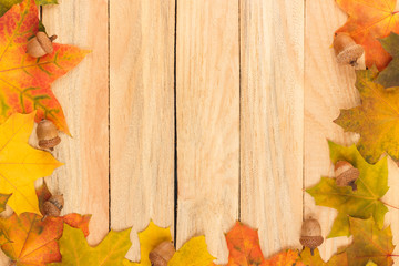 Obraz premium Colored maple leaves and acorns on the light wooden boards