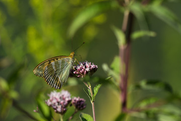 Macro photo - butterfly sitting on wild flower in sunny summer day on meadow
