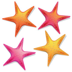 set of vector starfishes