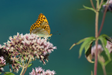 Macro photo - butterfly sitting on wild flower in sunny summer day on meadow