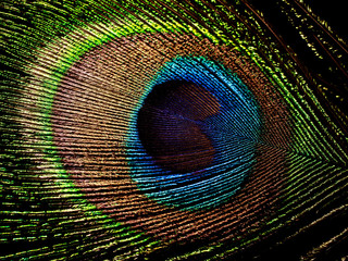 Obraz premium peacock feather isolated on black