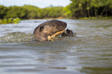 Fototapeta premium Riesenotter frisst Fisch