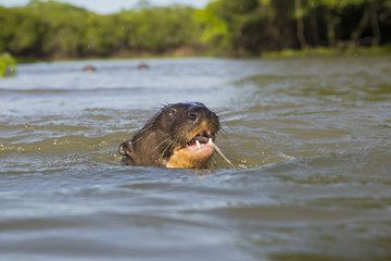 Fototapeta premium Riesenotter frisst Fisch