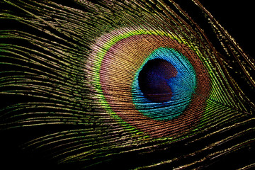 Obraz premium peacock feather isolated on black