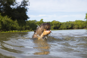 Fototapeta premium Riesenotter frisst Fisch