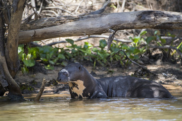 Fototapeta premium Riesenotter beobachtet die Umgebung