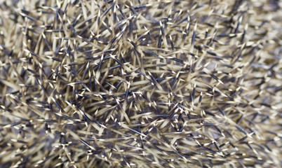 needle needles background, full frame