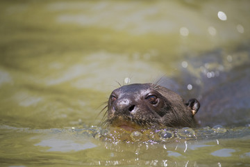 Riesenotter auf Beutesuche