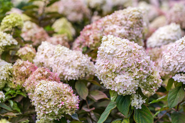 Flower background picture with copy space for text. Lush white hydrangea in the garden.