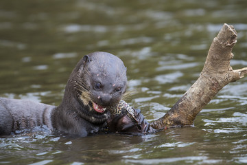 Fototapeta premium Riesenotter frisst Fisch