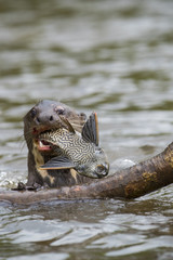 Fototapeta premium Riesenotter frisst Fisch