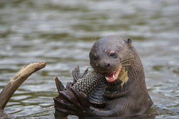 Riesenotter frisst Fisch