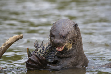 Riesenotter frisst Fisch
