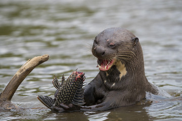 Riesenotter frisst Fisch
