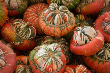 Pumpkin Squash