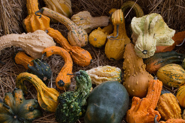 Pumpkin Squash Gourds