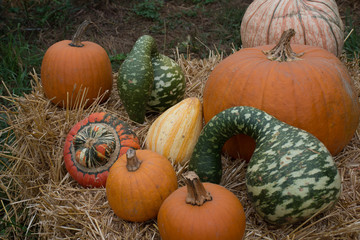 Pumpkin Squash Gourds