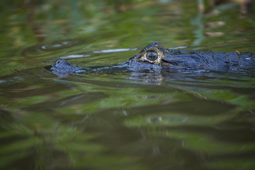 Kaiman schwimmt durch den Fluss