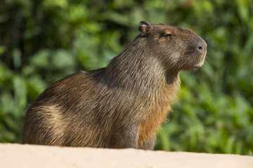 Wasserschwein auf der Sandbank