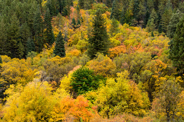 Fall colors in the Mountain