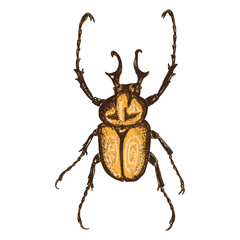 Color insects beetle bug. Colourful species in vintage old hand drawn stippling and hatching, shading style for Halloween. Engraved stipple woodcut. Vector.