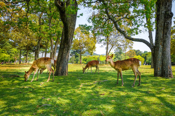 Naklejka na ściany i meble Sika deers in Nara Park, Japan