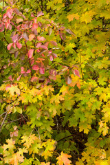 Fall Leaf Colors
