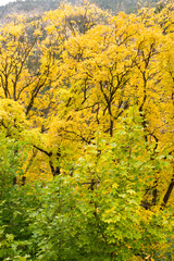 Yellow and Green Leaf Trees
