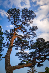 japanese black pine on a blue sky, Nikko, Japan