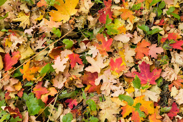 Carpet of Colorful Leaves
