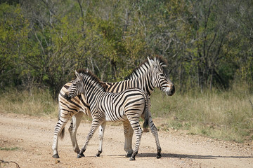 Fototapeta na wymiar Burchell Zebra Kruger National Park