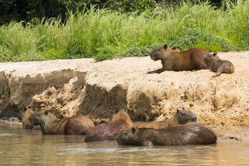 Wasserschweine ruhen