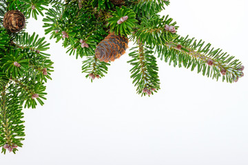 Green coniferous branch with nice cone isolated on white for your christmas project.