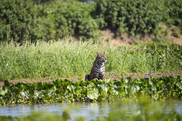 Jaguar beobachtet die Umgebung