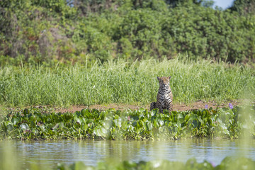 Jaguar beobachtet die Umgebung