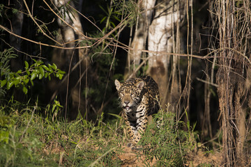 Fototapeta na wymiar Junger Jaguar kommt aus dem Dschungel