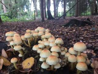 Pilze im Wald, pilzfamilie, Wald Baum, Herbst 