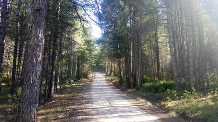 In the natural park of the high Tajo in Guadalajara