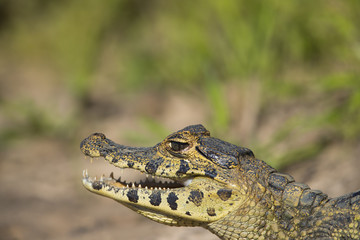 Kaiman ruht sich aus