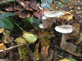 Pilze im Wald, pilzfamilie, Wald Baum, Herbst 