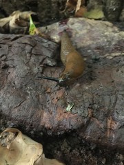 Nacktschnecke im Wald