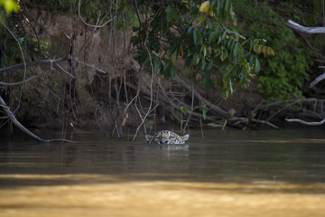 Jaguar schwimmt im Fluss