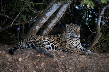 Naklejka na ściany i meble Jaguar beobachtet die Umgebung